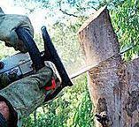 Best Tree and Shrub Care  in Loyola, CA