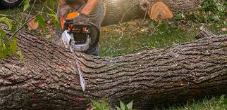 Best Root Management and Removal  in Loyola, CA