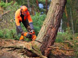 Best Tree Preservation Services  in Loyola, CA