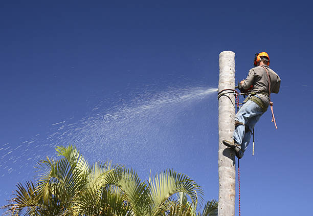 Best Lawn Irrigation Installation and Maintenance  in Loyola, CA