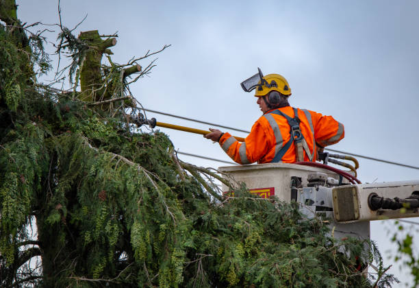 How Our Tree Care Process Works  in  Loyola, CA