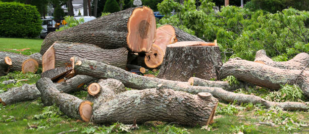Best Hazardous Tree Removal  in Loyola, CA