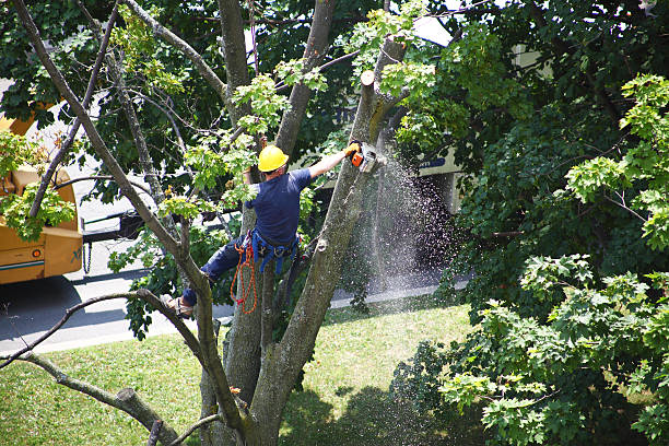 Best Lawn Disease Treatment  in Loyola, CA
